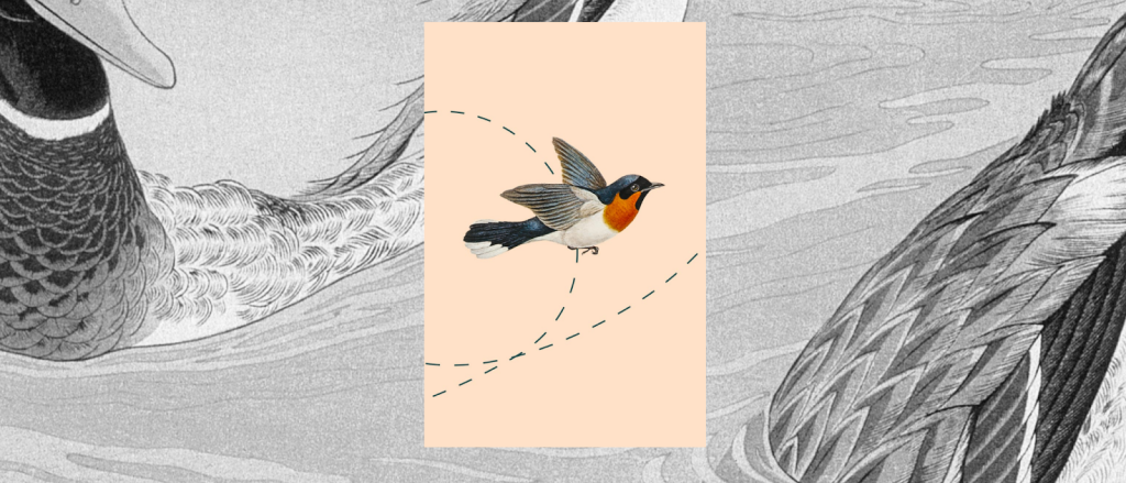 Layered images of birds.